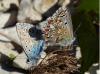 Polyommatus bellargus